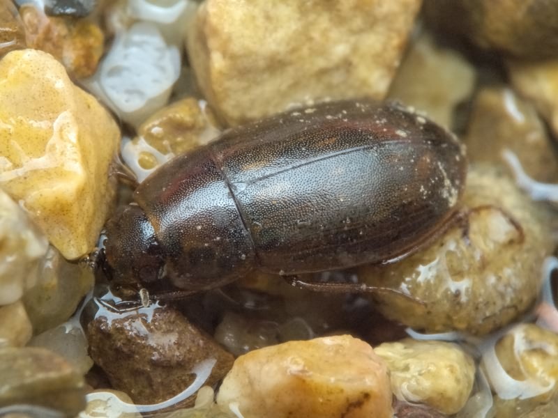 Helochares obscurus (O. F. Müller, 1776)